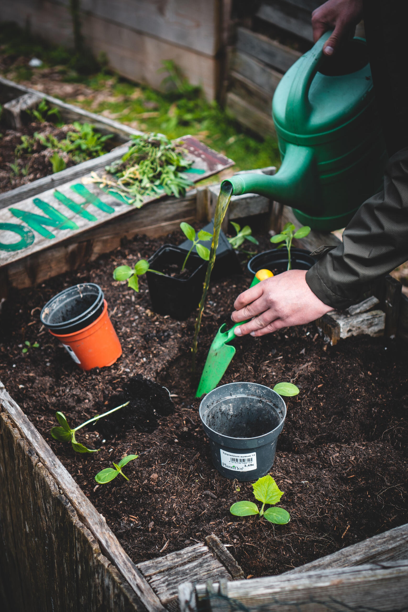 person planting in urban garden
